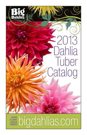 Big Dahlias Catalog Design